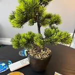 Gogh Osterburg